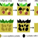 Monoculture and the Irish Potato Famine: cases of missing genetic variation 이미지