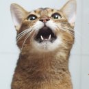 고양이집사 이미지