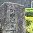 마로니에꽃과 나무(구 서울대 마로니에공원)/2024년6월 26일 이미지