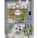 몽글펫살롱