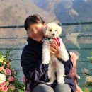 미용해주개 이미지