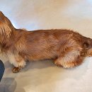 도그 아지트 이미지