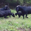 화천흑염소농장 이미지