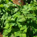 백여농장 이미지