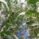 반딧불농원 이미지