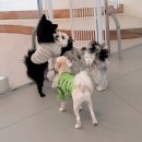 퍼피글랫 | 동탄역 애견유치원 퍼피글랫 친구들의 일상