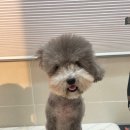 퍼피글랫 이미지