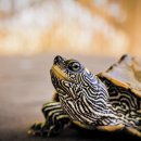 거북이네 이미지