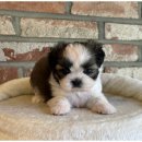 도그마루 천안지점 | 강아지와 고양이의 새로운 가족을 찾고 있다면 천안도그마루 방문기!