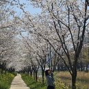 하당보건지소 | 몽글몽글 피어난 목포 벚꽃 명소 BEST4, 낭만 가득 산책길 추천!