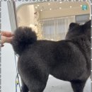 우아댕댕 이미지