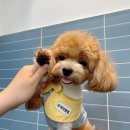 그루밍멍멍 이미지