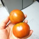 토마토마켓 이미지