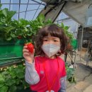 윤준농장 | 어린이집_화성 딸기농장 체험기