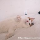 늘푸른종합동물병원 이미지