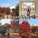 훈식 | 제주 동백꽃 명소 무료 신상핫플 훈식이네 동백밭 제주여행