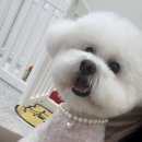 까끄숑 이미지