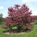 Crabapple 이미지