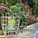연남동 연트럴파크 홍대 경의선숲길에서 만나는 장미명소