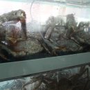 기장대게도매 이미지