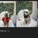 강아지 미용실 이미지