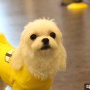 타잔동물병원 이미지