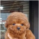 러브애견 이미지