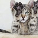 야옹아멍멍해봐(두정점) 이미지