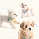 미광고기획 | 바잇미 마이크로 에어메쉬 올인원 저알러지 간식 애견 훈련 지능 직접 체험한 생생한 후기입니다