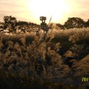 하늘공원 이미지