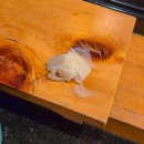 후후스시 | 하카타 맛집 스시무라사키 스시 점심특선 후기