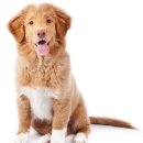 강아지야 이미지