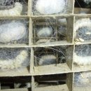 하늘누에 이미지