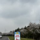 가시리 유채꽃길 | 제주 녹산로 벚꽃 유채꽃길 실시간 주차 후기