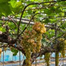 소망농장 | [안성포도농장] 소망농원