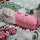 털래털래 애견미용실 이미지