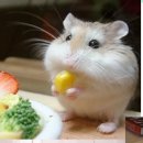 핑크고래