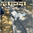 개이쁘다 이미지