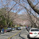 군항제가 열린 진해장복산 벚꽃터널과 부산 삼락공원 봄풍경(09.3.28) 이미지