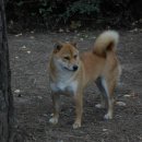 조은켄넬 이미지