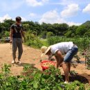 삼시세끼 이미지