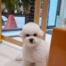 멜팅그루밍 이미지