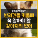 강아지사랑 이미지