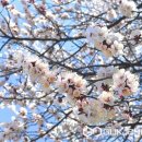 매포읍사무소 이미지