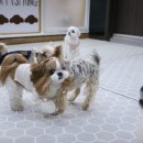 퍼피톡 | 일산 반려견유치원 강아지유치원 퍼피스프링 일산점, 벚꽃구경하기