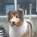 브라운슈가셀티