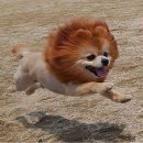 댕댕이 컷 이미지