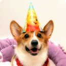 생일이개 이미지