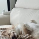 까까네 애견미용 이미지