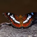 Danyel Gerard – Butterfly 이미지